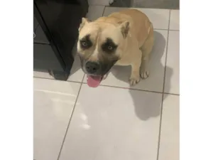 Cachorro raça Pit-Bull idade 2 anos nome Kiara