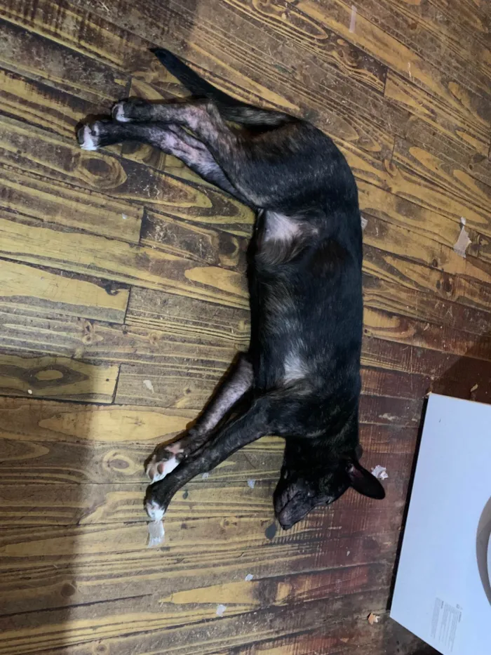 Cachorro ra a SRD-ViraLata idade 2 a 6 meses nome Polenta