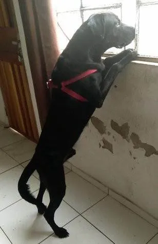 Cachorro ra a Labrador idade 7 a 11 meses nome Diamante