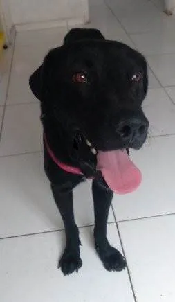 Cachorro ra a Labrador idade 7 a 11 meses nome Diamante