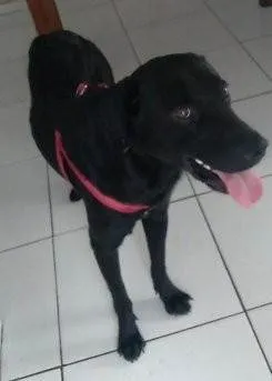 Cachorro ra a Labrador idade 7 a 11 meses nome Diamante