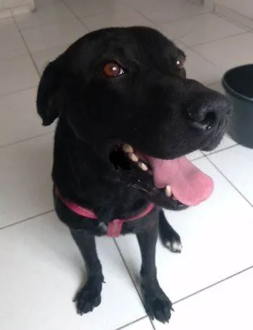 Cachorro ra a Labrador idade 7 a 11 meses nome Diamante