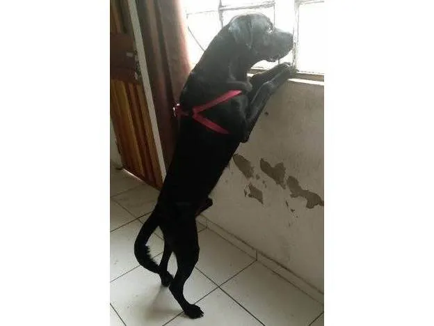 Cachorro ra a Labrador idade 7 a 11 meses nome Diamante