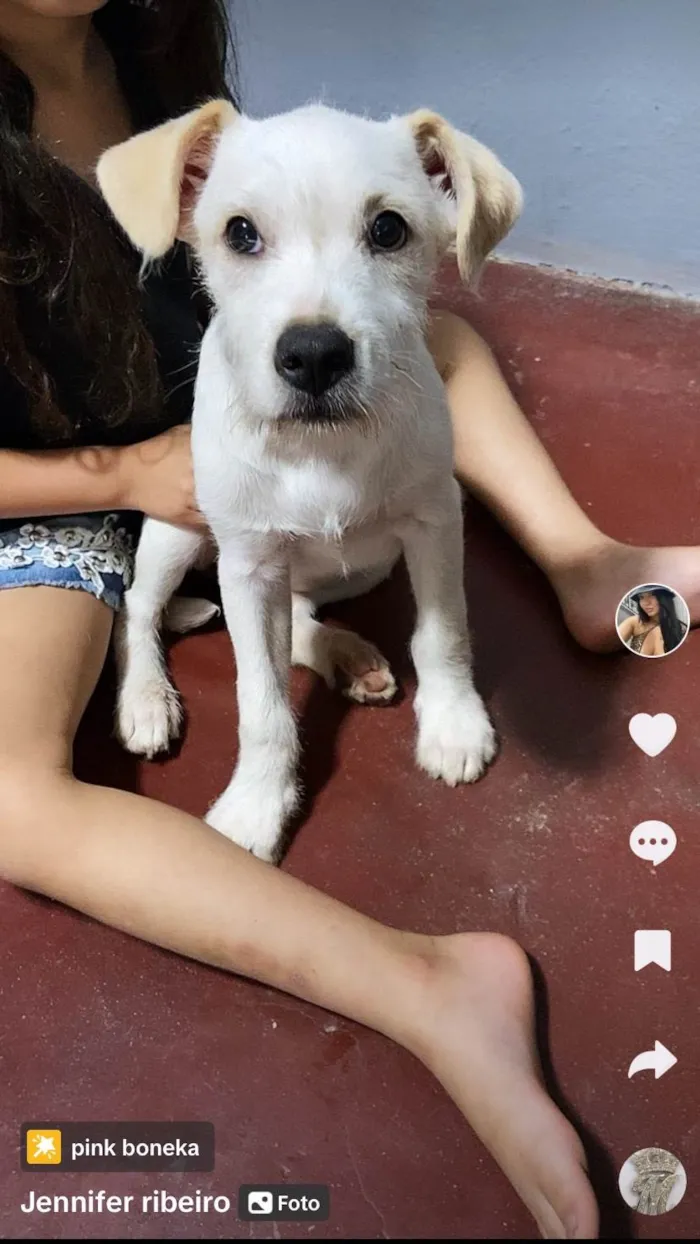 Cachorro ra a SRD-ViraLata idade 2 a 6 meses nome Branquinha