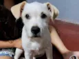Branquinha