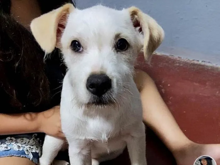 Cachorro ra a SRD-ViraLata idade 2 a 6 meses nome Branquinha