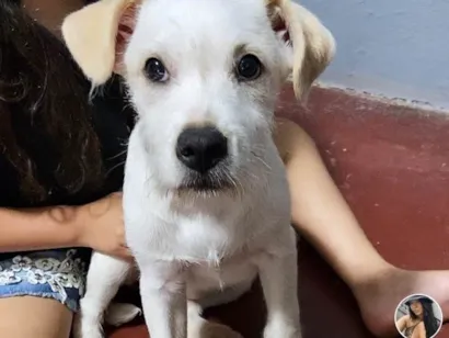 Cachorro raça SRD-ViraLata idade 2 a 6 meses nome Branquinha 