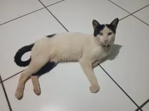 Gato raça SRD-ViraLata idade 2 anos nome Nanim