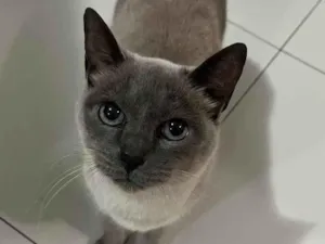 Gato raça SRD-ViraLata idade 6 ou mais anos nome Cookie