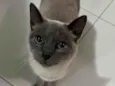 Cookie