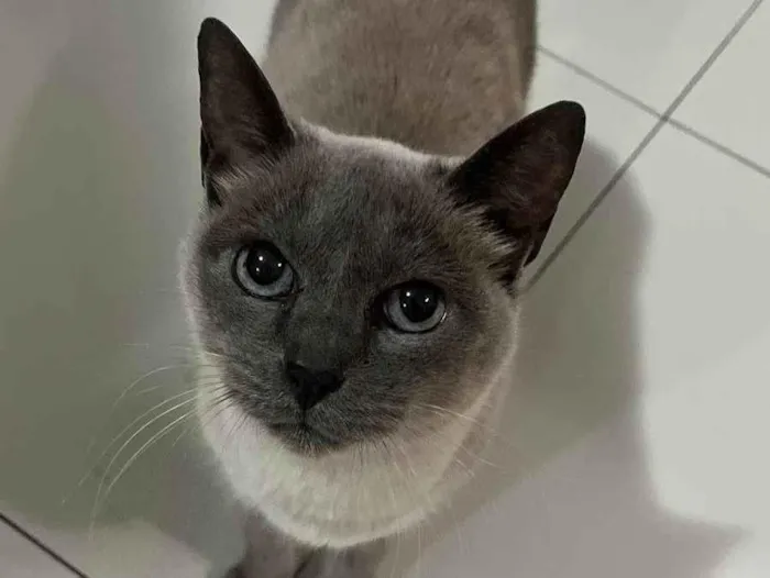 Gato ra a SRD-ViraLata idade 6 ou mais anos nome Cookie