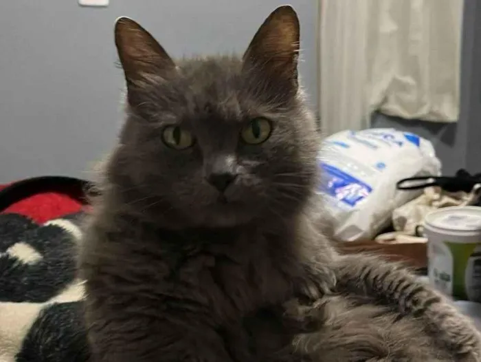 Gato ra a Persa idade 6 ou mais anos nome Noora