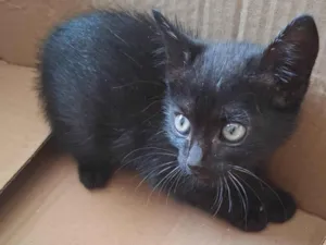Gato raça SRD-ViraLata idade Abaixo de 2 meses nome Gata