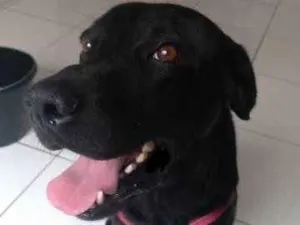 Cachorro raça Labrador idade 7 a 11 meses nome Diamante