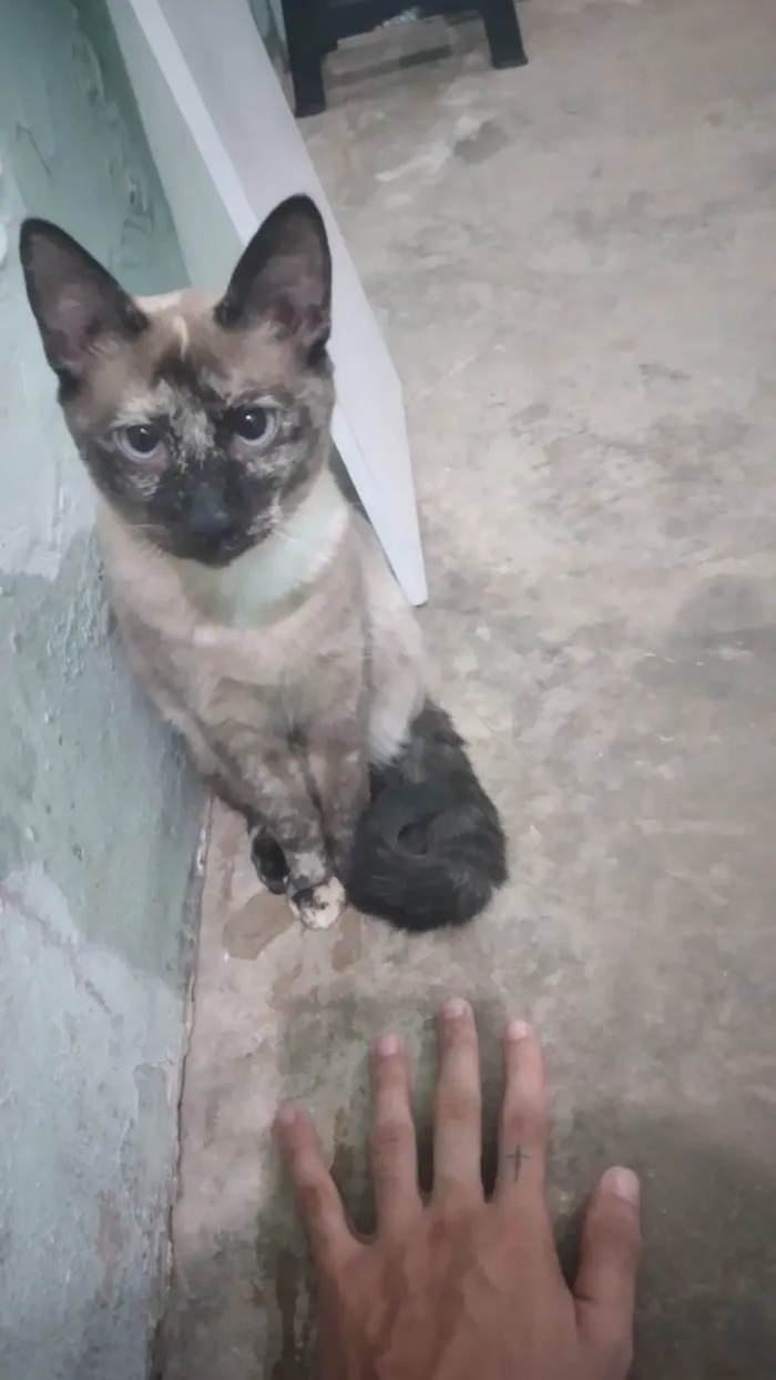 Gato ra a SRD-ViraLata idade 2 a 6 meses nome Valeria