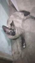 Valeria