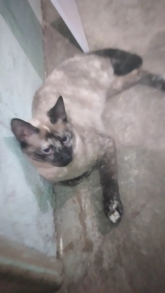 Gato ra a SRD-ViraLata idade 2 a 6 meses nome Valeria
