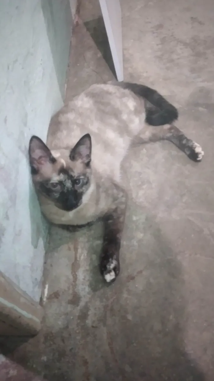Gato ra a SRD-ViraLata idade 2 a 6 meses nome Valeria