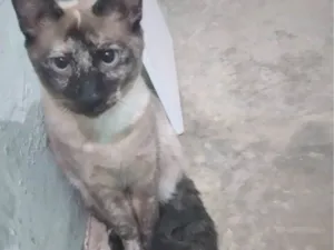 Gato raça SRD-ViraLata idade 2 a 6 meses nome Valeria