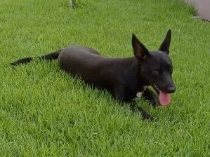 Cachorro raça SRD-ViraLata idade 2 anos nome Pépe