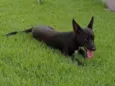Pépe