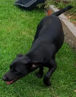 Cachorro ra a SRD-ViraLata idade 2 anos nome Pépe