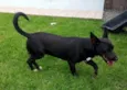 Pépe