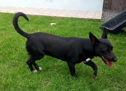 Cachorro ra a SRD-ViraLata idade 2 anos nome Pépe