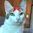 Luma