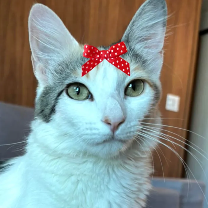 Gato ra a SRD-ViraLata idade 7 a 11 meses nome Luma