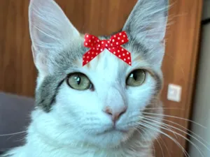 Gato raça SRD-ViraLata idade 7 a 11 meses nome Luma 