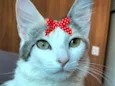 Luma