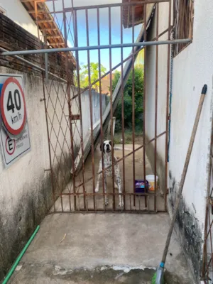 Cachorro raça Perdigueiro idade 2 anos nome Thor 