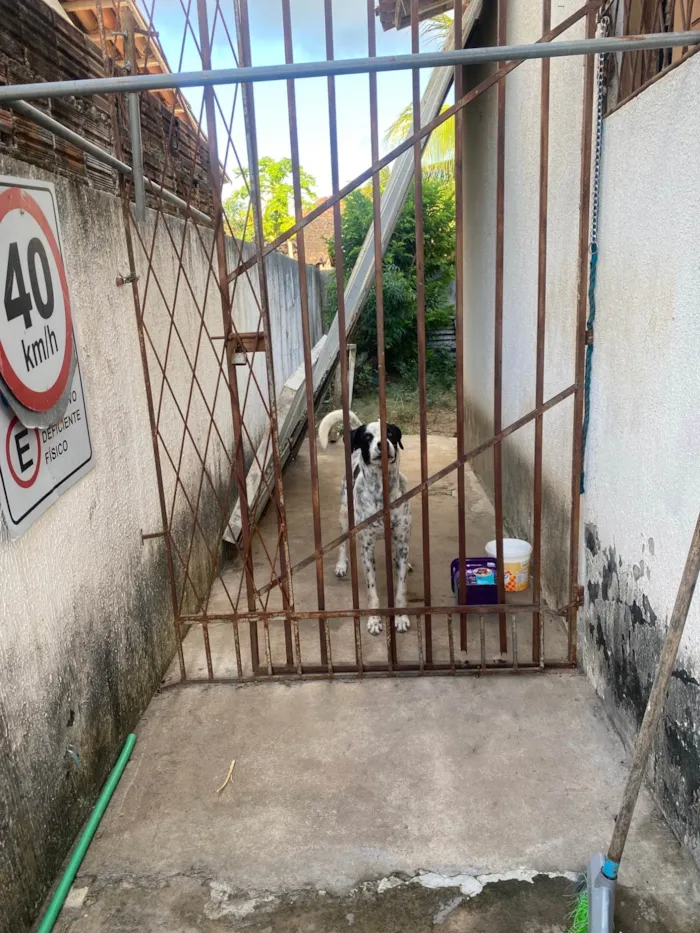 Cachorro ra a Perdigueiro idade 2 anos nome Thor