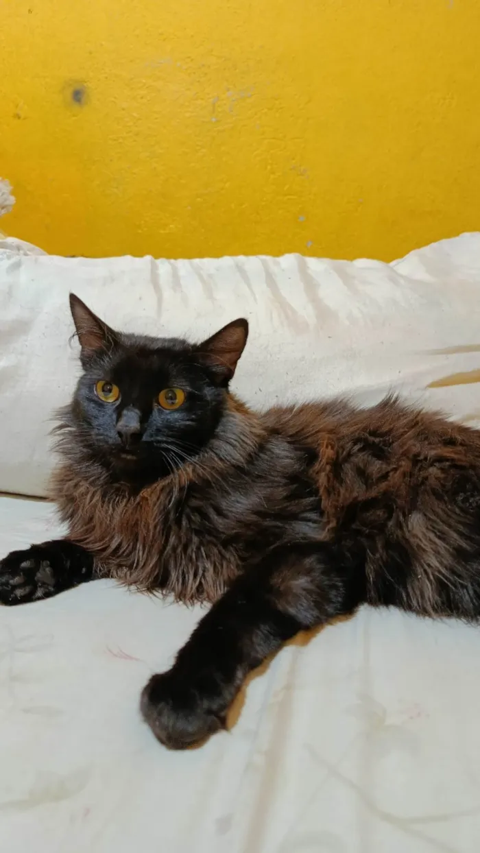 Gato ra a SRD-ViraLata idade 7 a 11 meses nome Me chamo meia noite