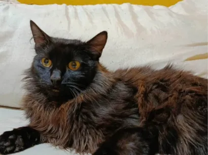 Gato raça SRD-ViraLata idade 7 a 11 meses nome Me chamo meia noite 