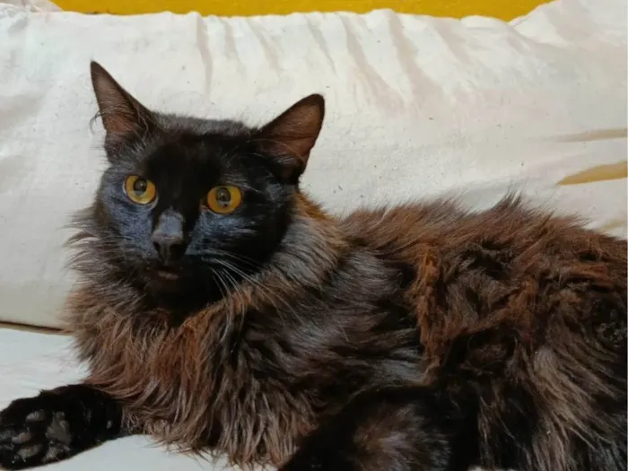 Gato ra a SRD-ViraLata idade 7 a 11 meses nome Me chamo meia noite