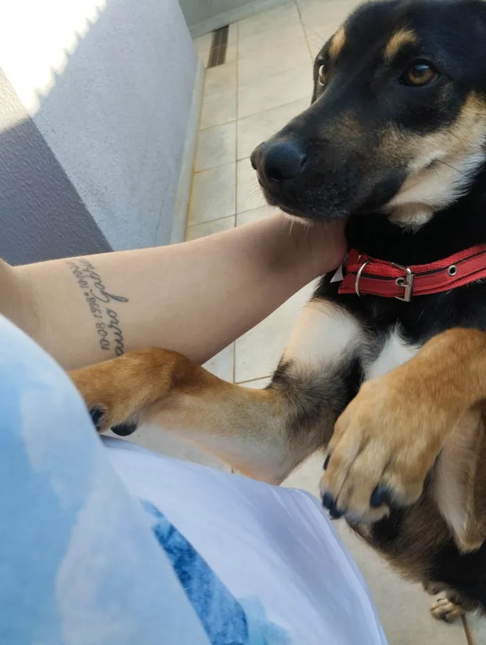 Cachorro ra a SRD-ViraLata idade 1 ano nome Tobias