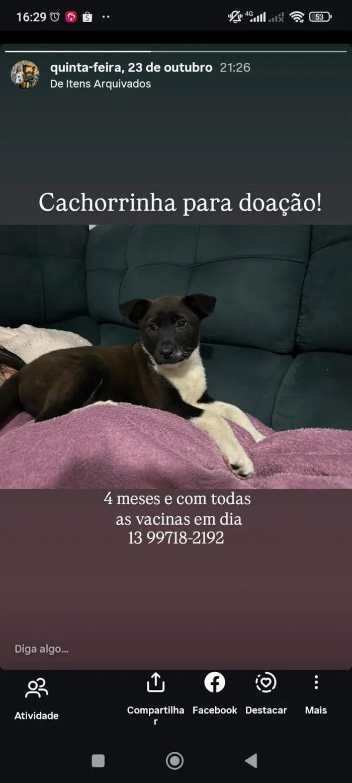Cachorro ra a SRD-ViraLata idade 2 a 6 meses nome Kyara