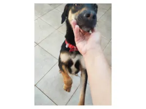 Cachorro raça SRD-ViraLata idade 1 ano nome Tobias