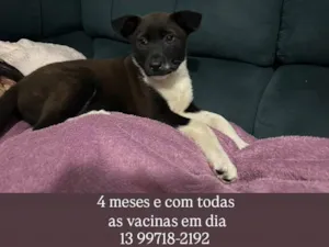 Cachorro raça SRD-ViraLata idade 2 a 6 meses nome Kyara 