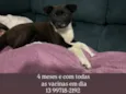 Kyara
