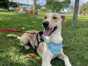 Cachorro raça SRD-ViraLata idade 2 anos nome Apollo
