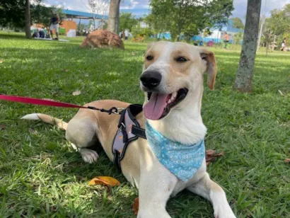 Cachorro raça SRD-ViraLata idade 2 anos nome Apollo