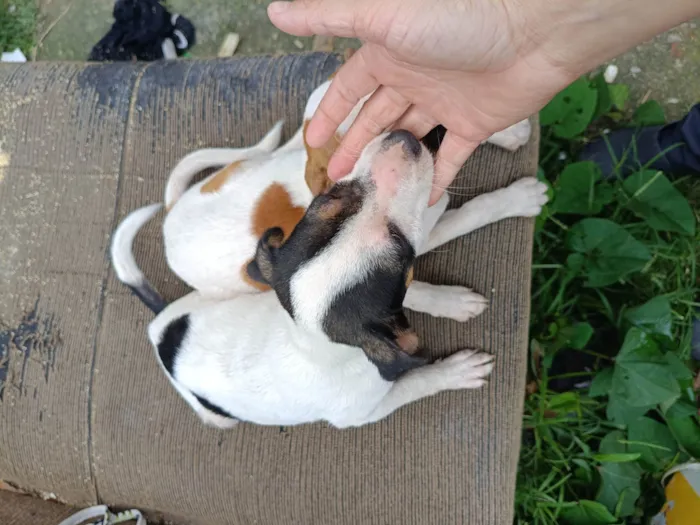 Cachorro ra a SRD-ViraLata idade 2 a 6 meses nome Sem nome ainda