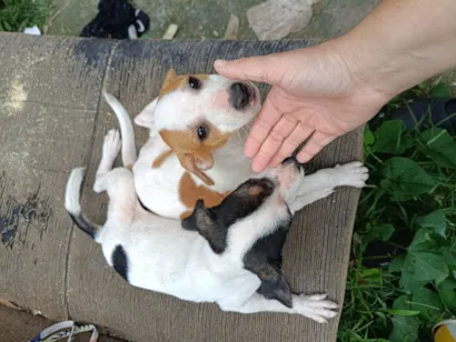 Cachorro raça SRD-ViraLata idade 2 a 6 meses nome Sem nome ainda 