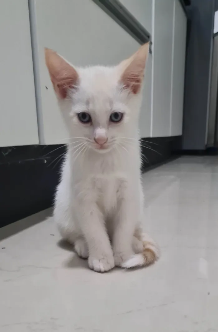 Gato ra a SRD-ViraLata idade 2 a 6 meses nome Sem nome