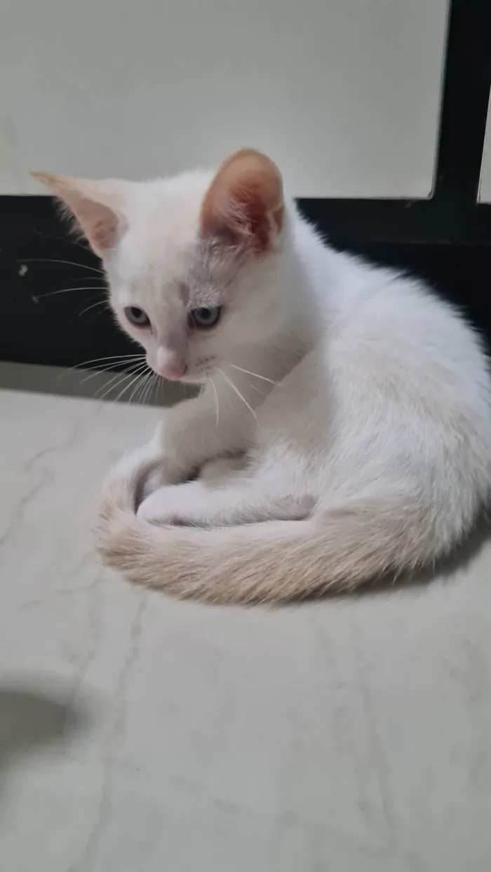 Gato ra a SRD-ViraLata idade 2 a 6 meses nome Sem nome