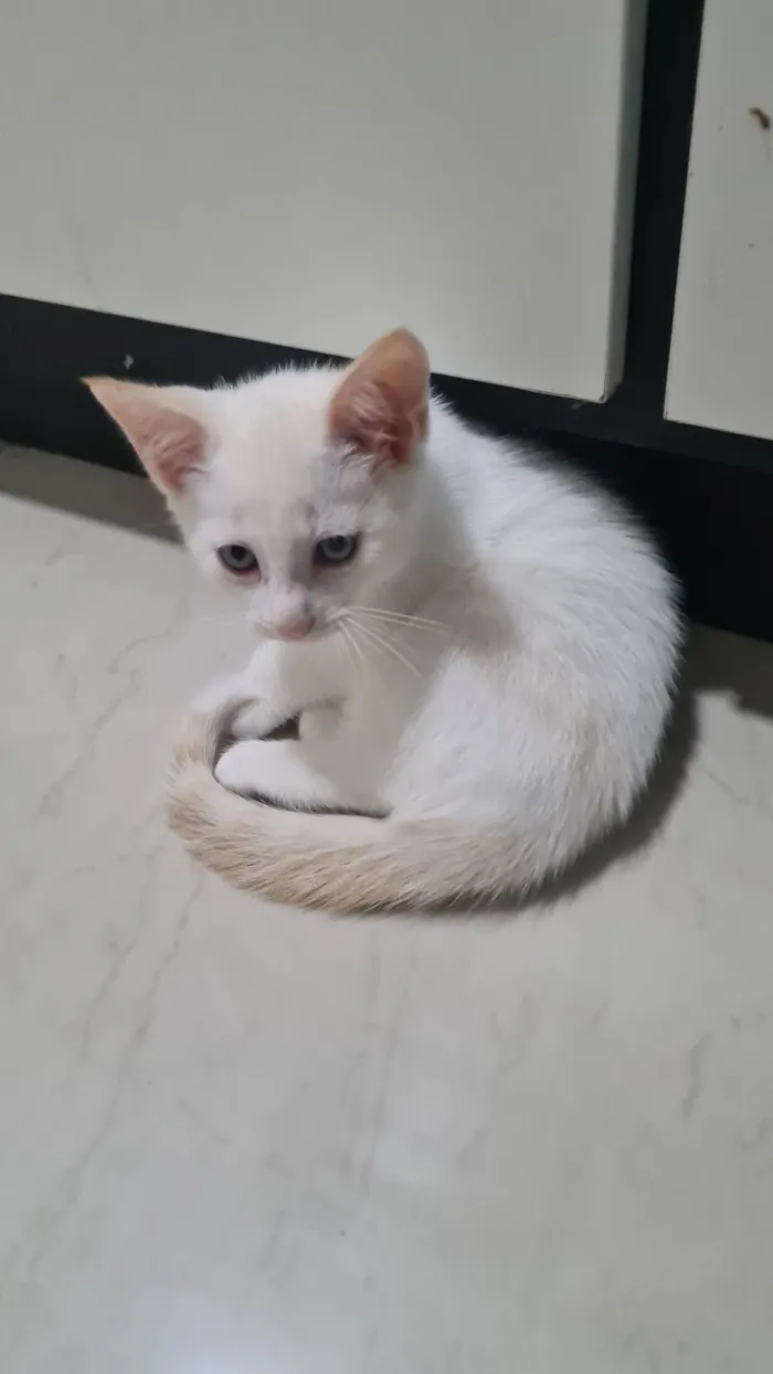 Gato ra a SRD-ViraLata idade 2 a 6 meses nome Sem nome