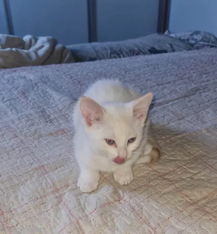 Gato ra a SRD-ViraLata idade 2 a 6 meses nome Sem nome